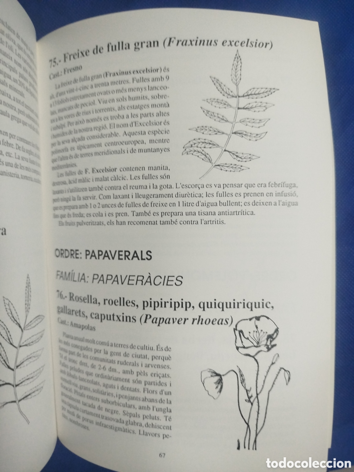 Libros de segunda mano: Ramon Ferrer Bolasell, Plantes del Bages - Foto 3