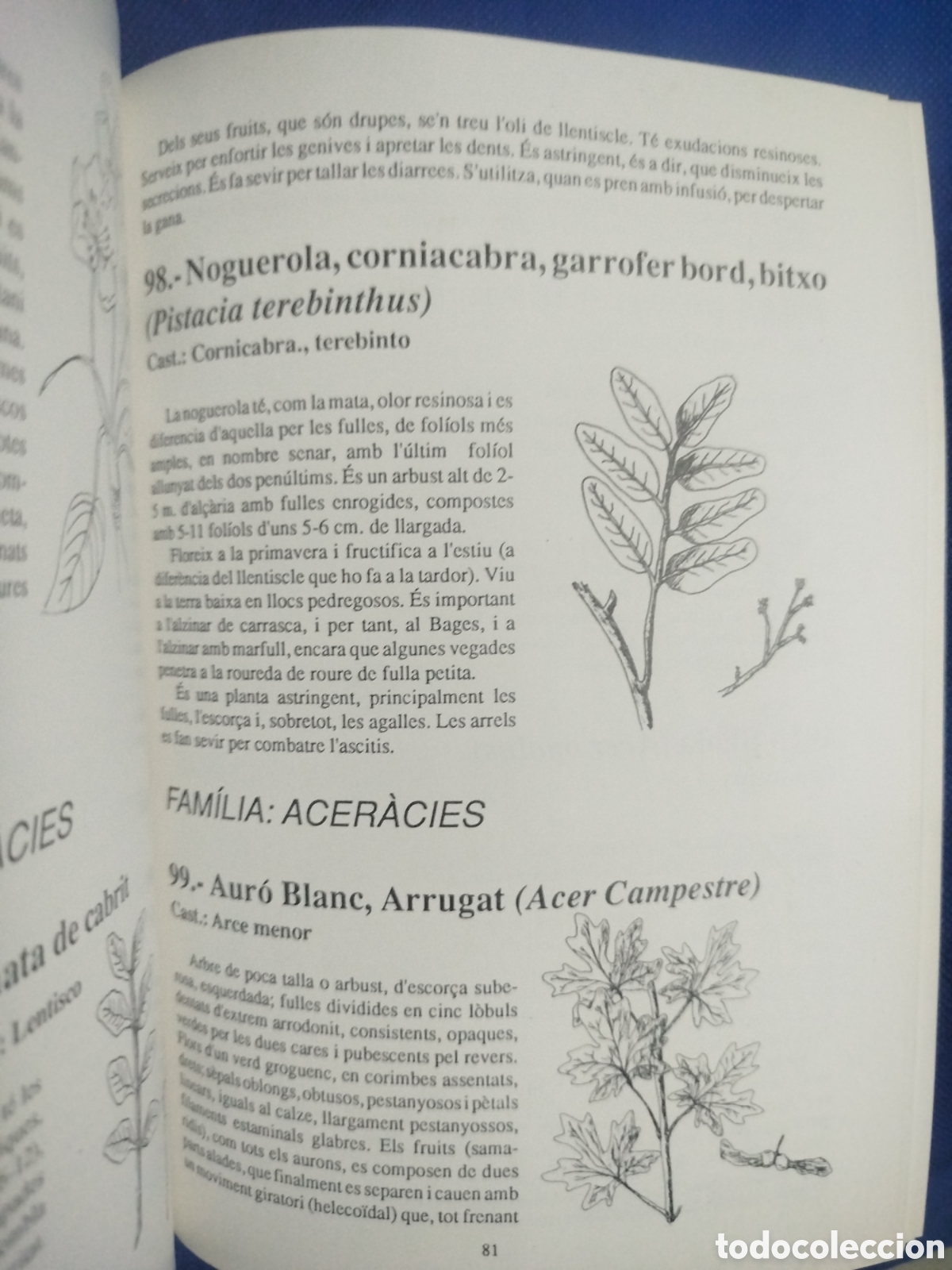 Libros de segunda mano: Ramon Ferrer Bolasell, Plantes del Bages - Foto 4