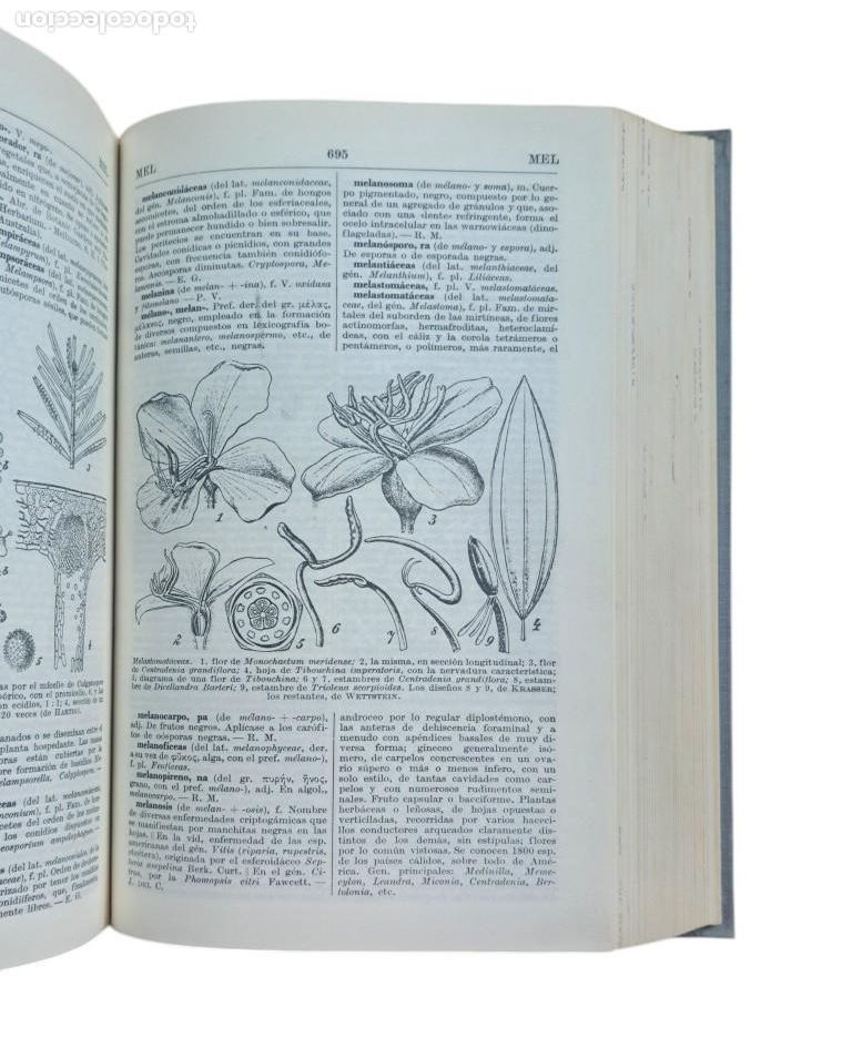 Libros de segunda mano: Font Quer, Dr. P.- DICCIONARIO DE BOT&Aacute;NICA - Foto 3