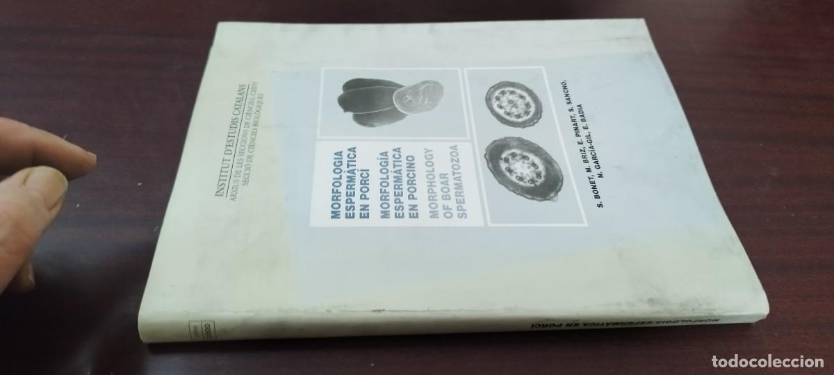 Libros de segunda mano: MORFOLOGIA ESPERMATICA EN PORCINO/ INSTITUT D&acute;ESTUDIS CATALANS/PU-NEV-GA6/AGRICULTURA GANADERIA