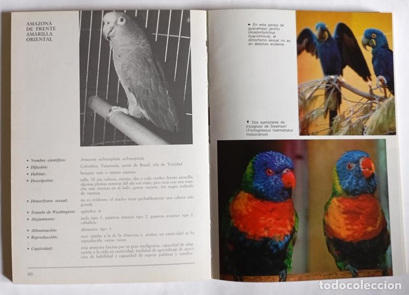 Libros de segunda mano: EL GRAN LIBRO ILUSTRADO DE LOS LOROS - ELISABETTA GISMONDI - Foto 3