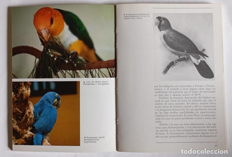 Libros de segunda mano: EL GRAN LIBRO ILUSTRADO DE LOS LOROS - ELISABETTA GISMONDI - Foto 4