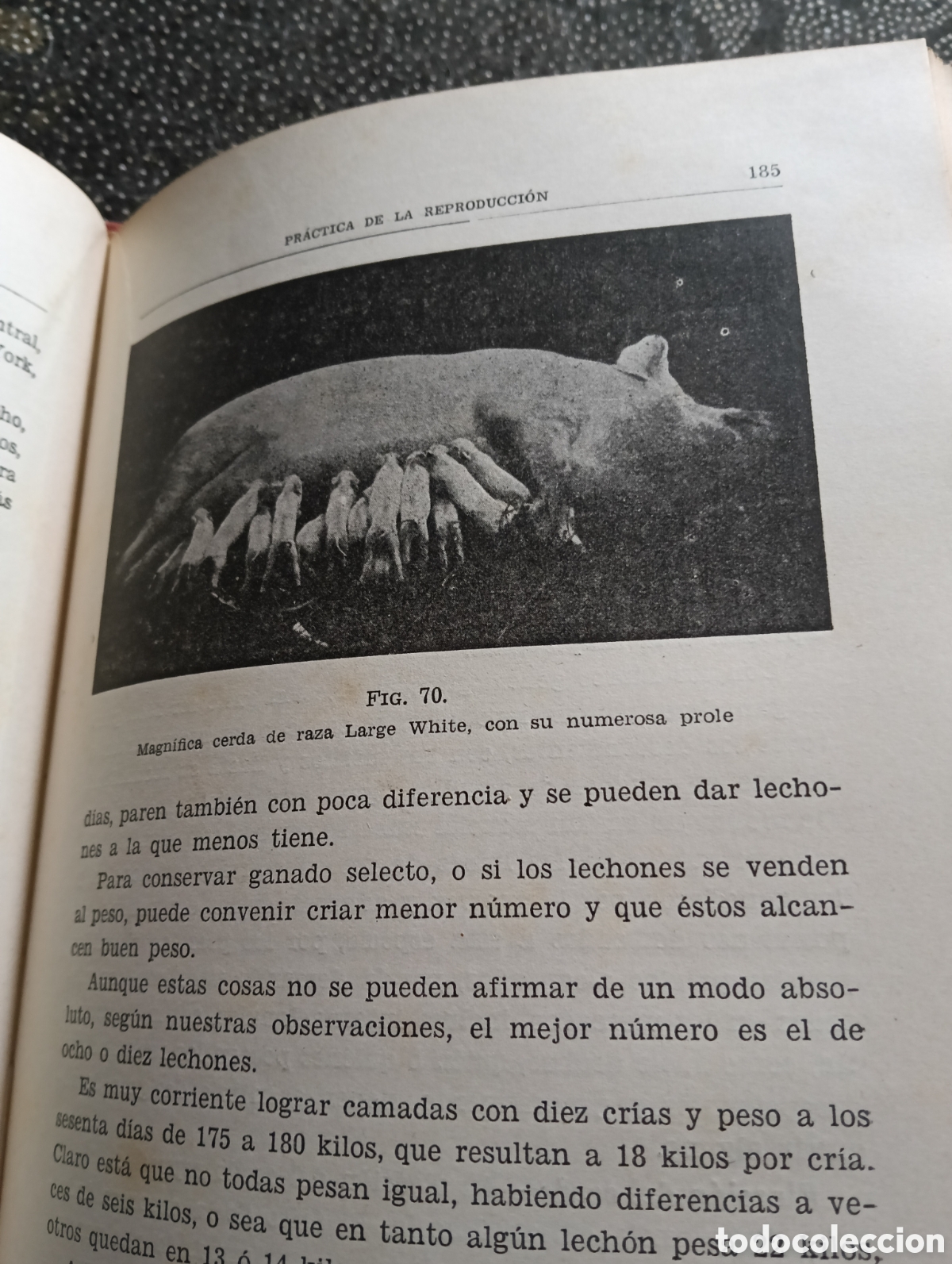 Libros de segunda mano: GANADO DE CERDA. COMO CRIAR LOS CERDOS, DE SANTOS ARAN SEXTA EDICI&Oacute;N - Foto 3