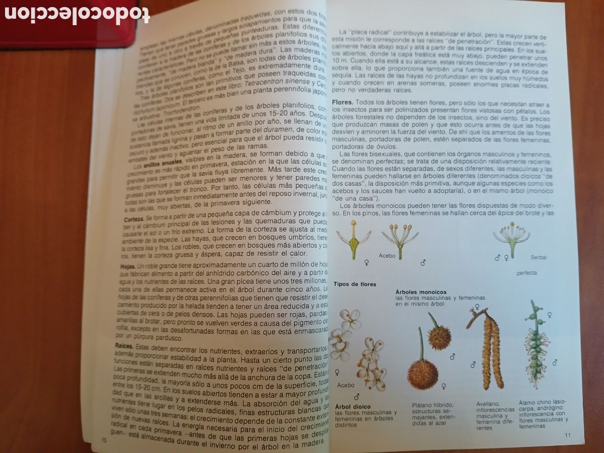 Libros de segunda mano: Los &aacute;rboles de Europa. Alan Mitchell, John Wilkinson. - Foto 7
