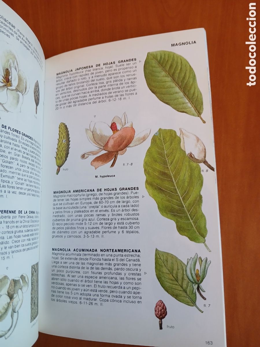 Libros de segunda mano: Los &aacute;rboles de Europa. Alan Mitchell, John Wilkinson. - Foto 14