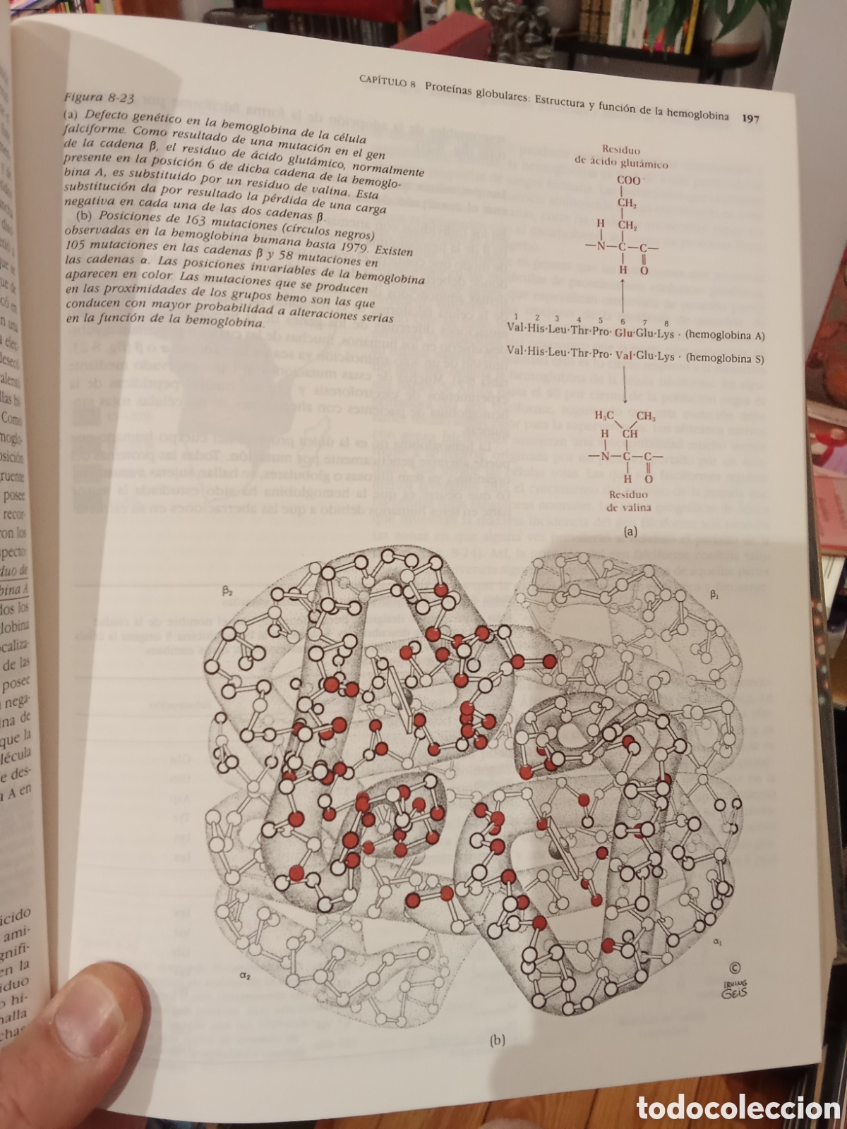 Libros de segunda mano de ciencias: Principios de Bioqu&iacute;mica - Lehninger - Ediciones Omega - Foto 3
