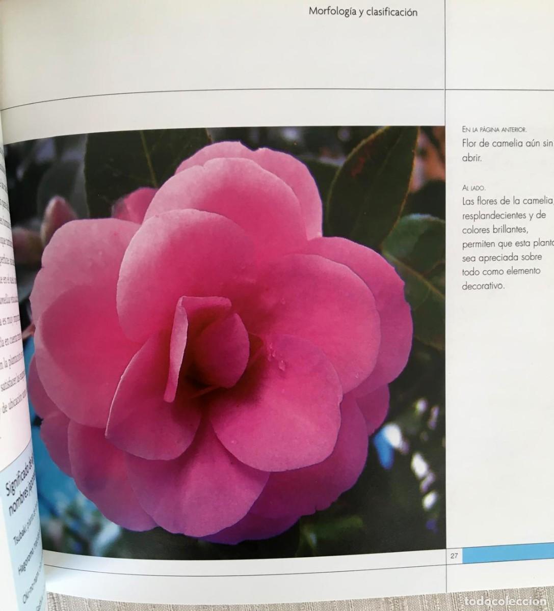 Libros de segunda mano: Lote de 3 libros de flores de la editorial De Vecchi - Foto 5