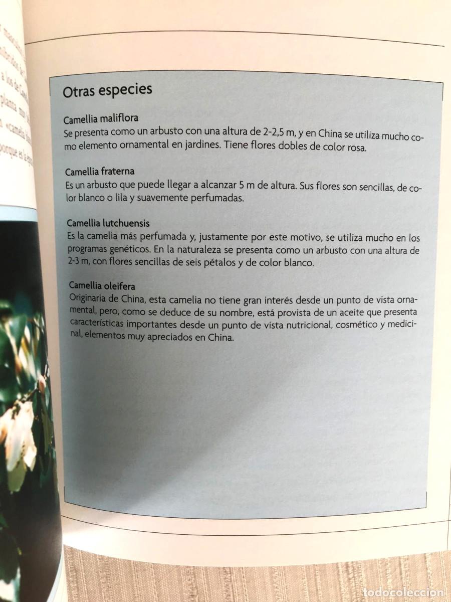 Libros de segunda mano: Lote de 3 libros de flores de la editorial De Vecchi - Foto 8
