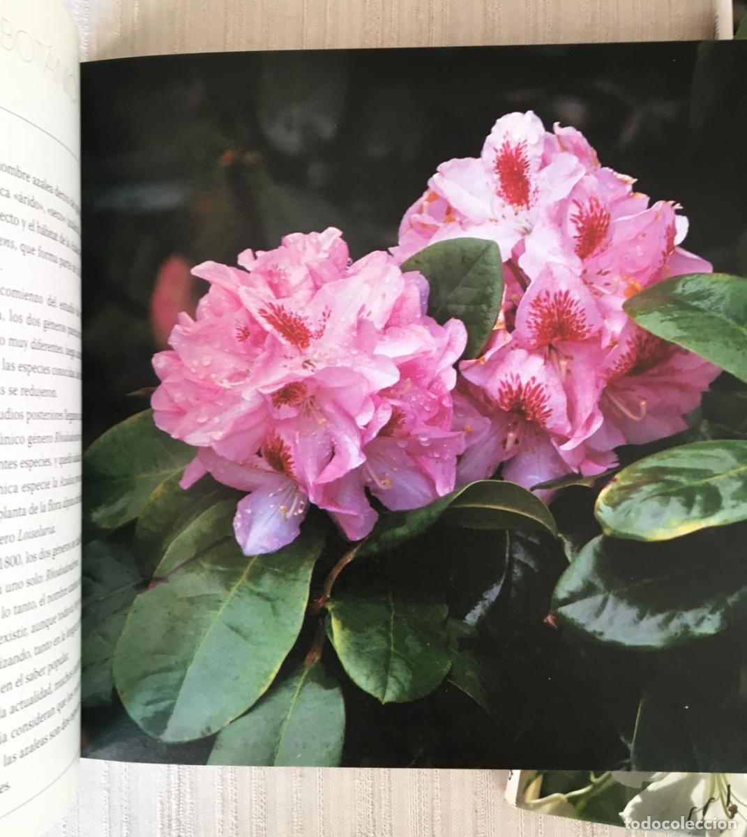Libros de segunda mano: Lote de 3 libros de flores de la editorial De Vecchi - Foto 11