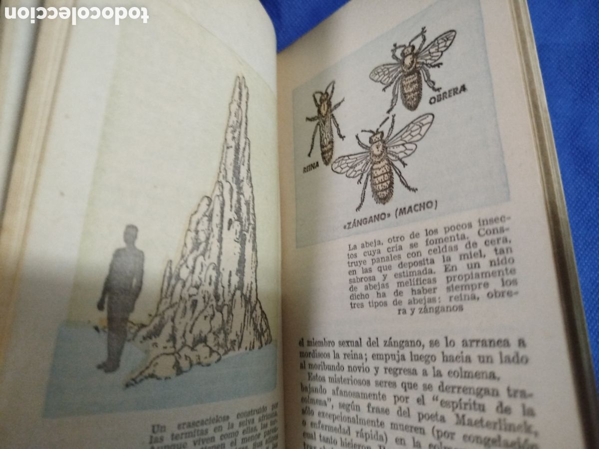 Libros de segunda mano: La vida social de los animales - Foto 2