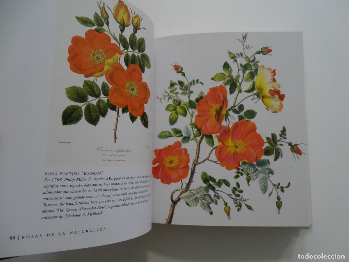 Libros de segunda mano: Peter Harkness: La Rosa. Una herencia de color - Foto 2