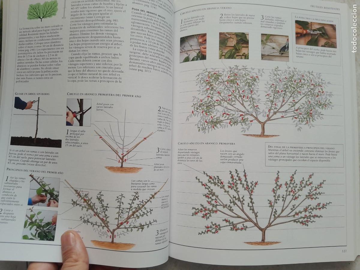 Libros de segunda mano: ENCICLOPEDIA DE LA PODA. CHRISTOPHER BRICKELL. BLUME 2009 - Foto 12