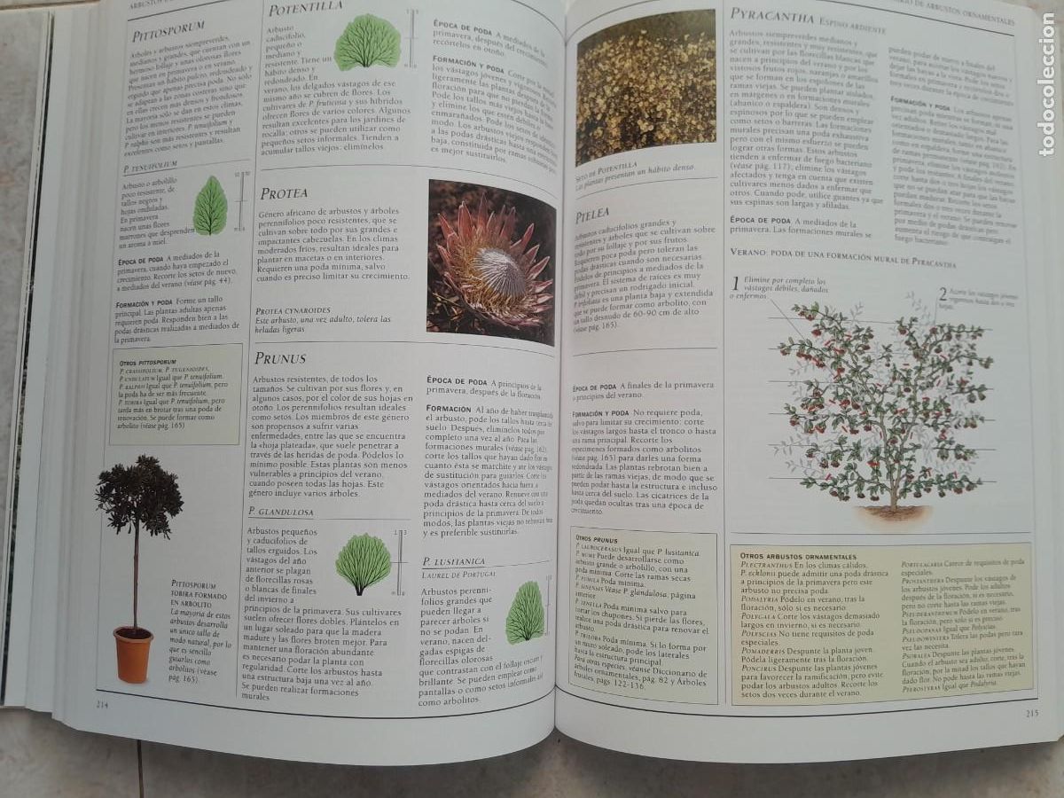 Libros de segunda mano: ENCICLOPEDIA DE LA PODA. CHRISTOPHER BRICKELL. BLUME 2009 - Foto 13