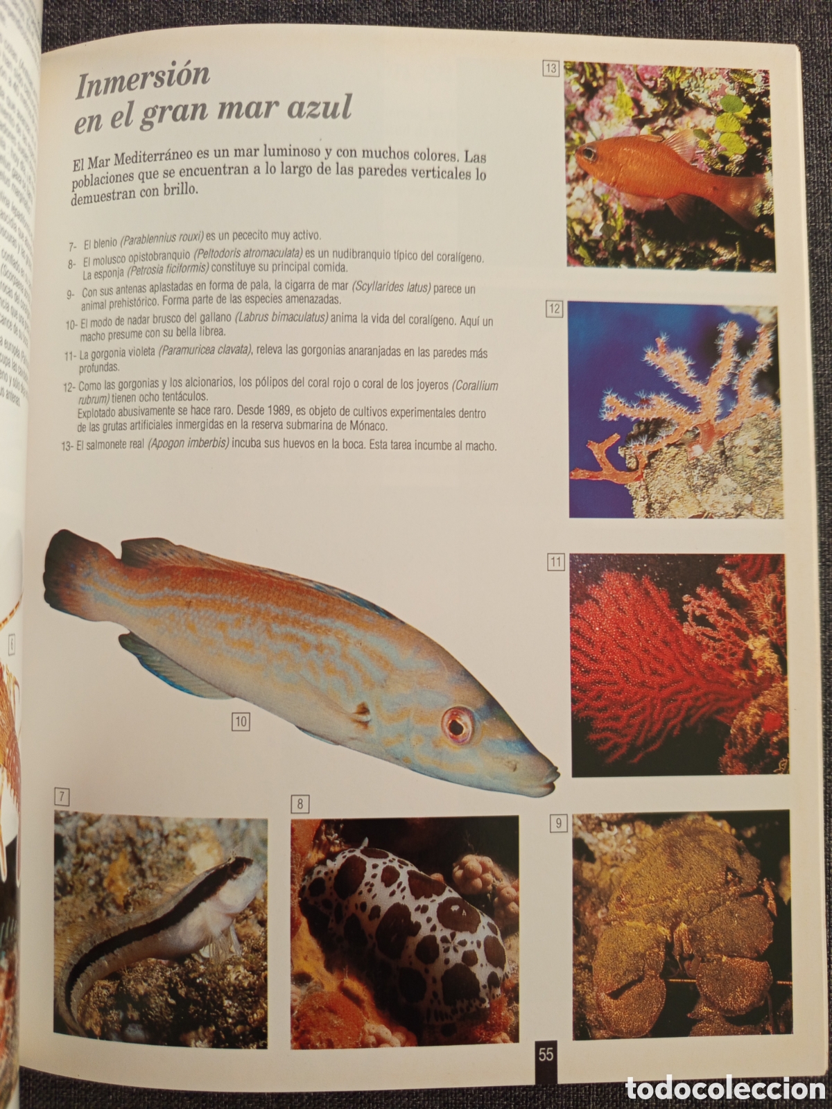 Libros de segunda mano: GUIA DEL MUSEO OCEANOGRAFICO MONACO - Foto 5