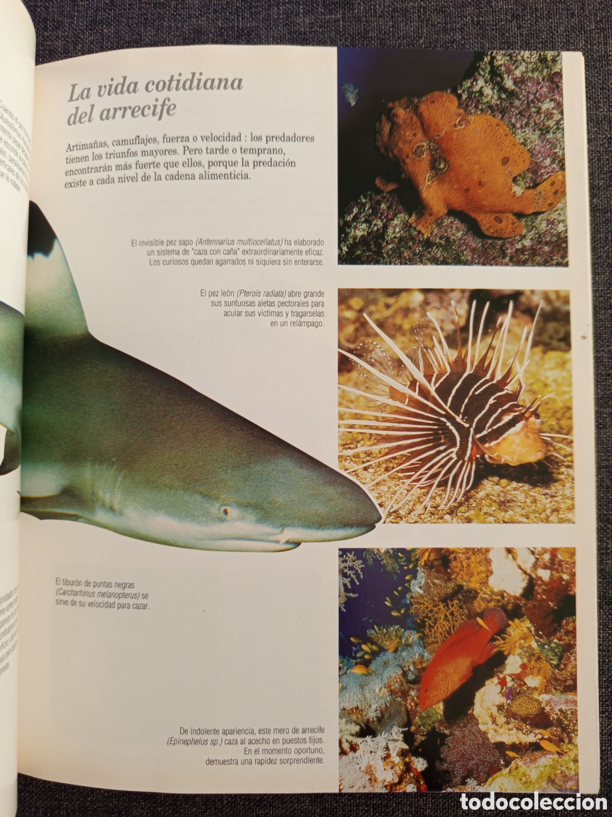 Libros de segunda mano: GUIA DEL MUSEO OCEANOGRAFICO MONACO - Foto 6