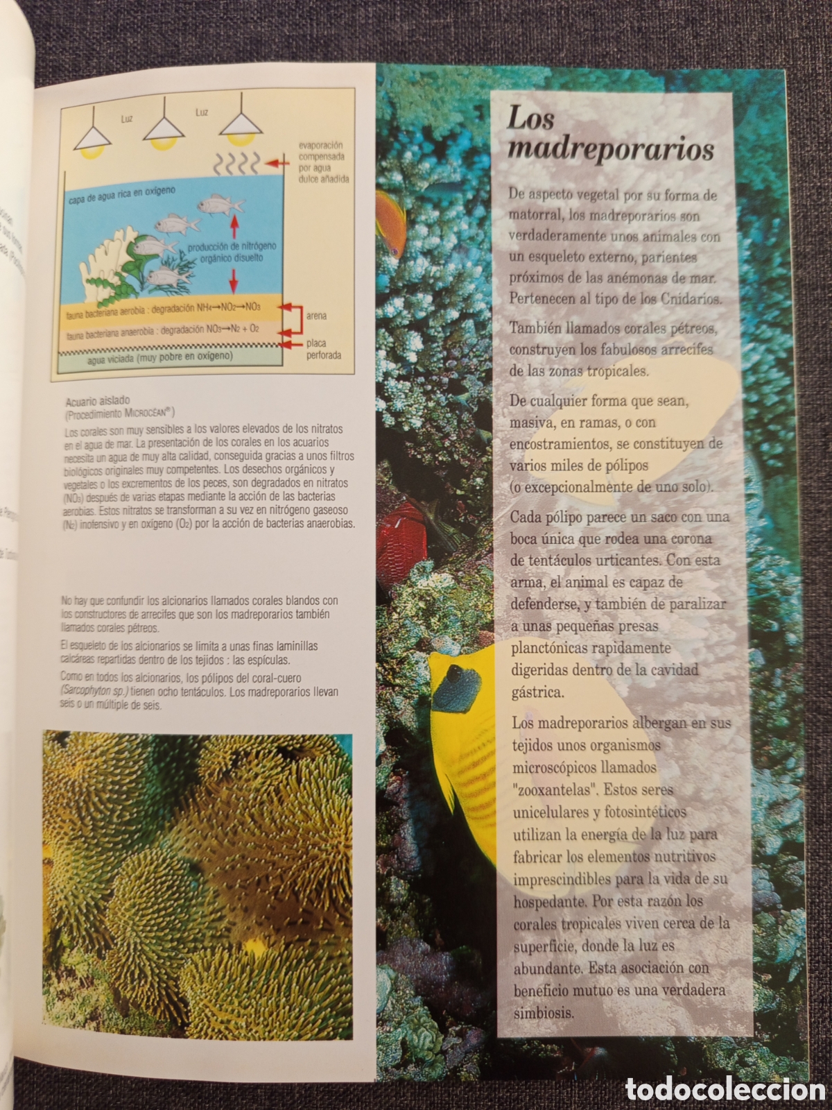 Libros de segunda mano: GUIA DEL MUSEO OCEANOGRAFICO MONACO - Foto 7