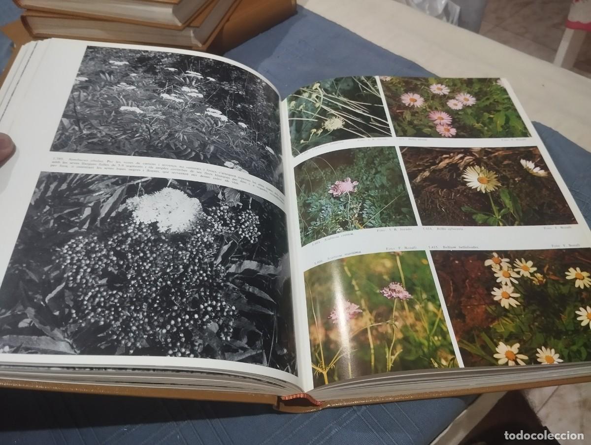 Libros de segunda mano: FLORA DE MALLORCA. FRANCESC BONAF&Eacute;. 4 TOMOS. COMPLETO - Foto 3