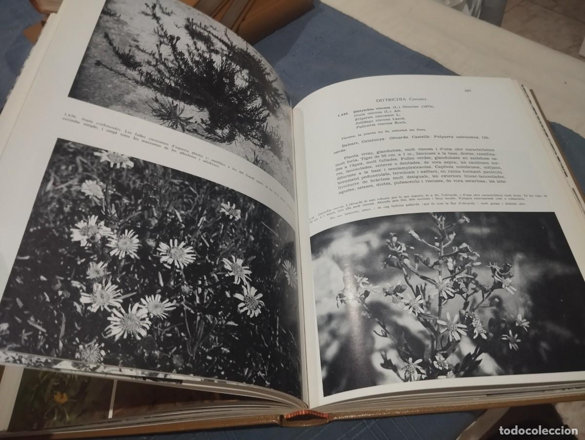 Libros de segunda mano: FLORA DE MALLORCA. FRANCESC BONAF&Eacute;. 4 TOMOS. COMPLETO - Foto 4