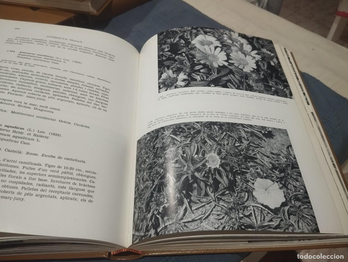Libros de segunda mano: FLORA DE MALLORCA. FRANCESC BONAF&Eacute;. 4 TOMOS. COMPLETO - Foto 5