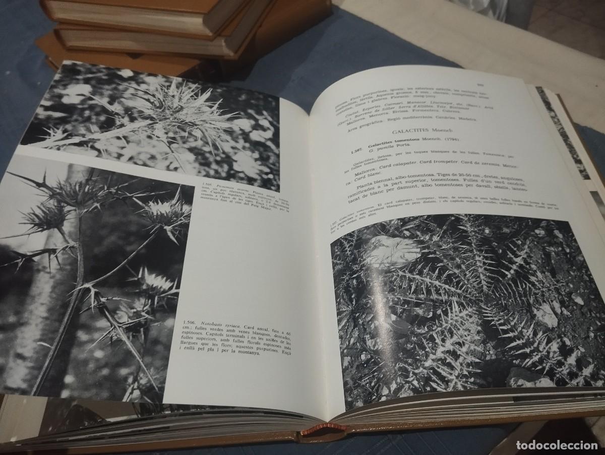 Libros de segunda mano: FLORA DE MALLORCA. FRANCESC BONAF&Eacute;. 4 TOMOS. COMPLETO - Foto 6