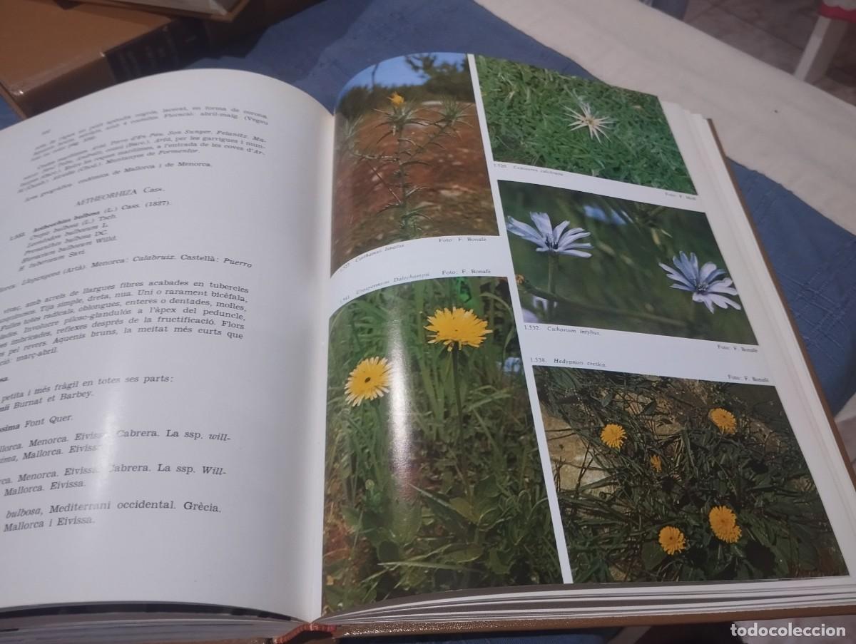 Libros de segunda mano: FLORA DE MALLORCA. FRANCESC BONAF&Eacute;. 4 TOMOS. COMPLETO - Foto 7