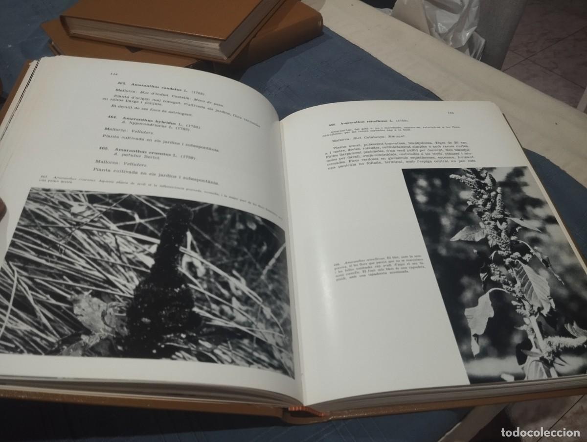 Libros de segunda mano: FLORA DE MALLORCA. FRANCESC BONAF&Eacute;. 4 TOMOS. COMPLETO - Foto 8