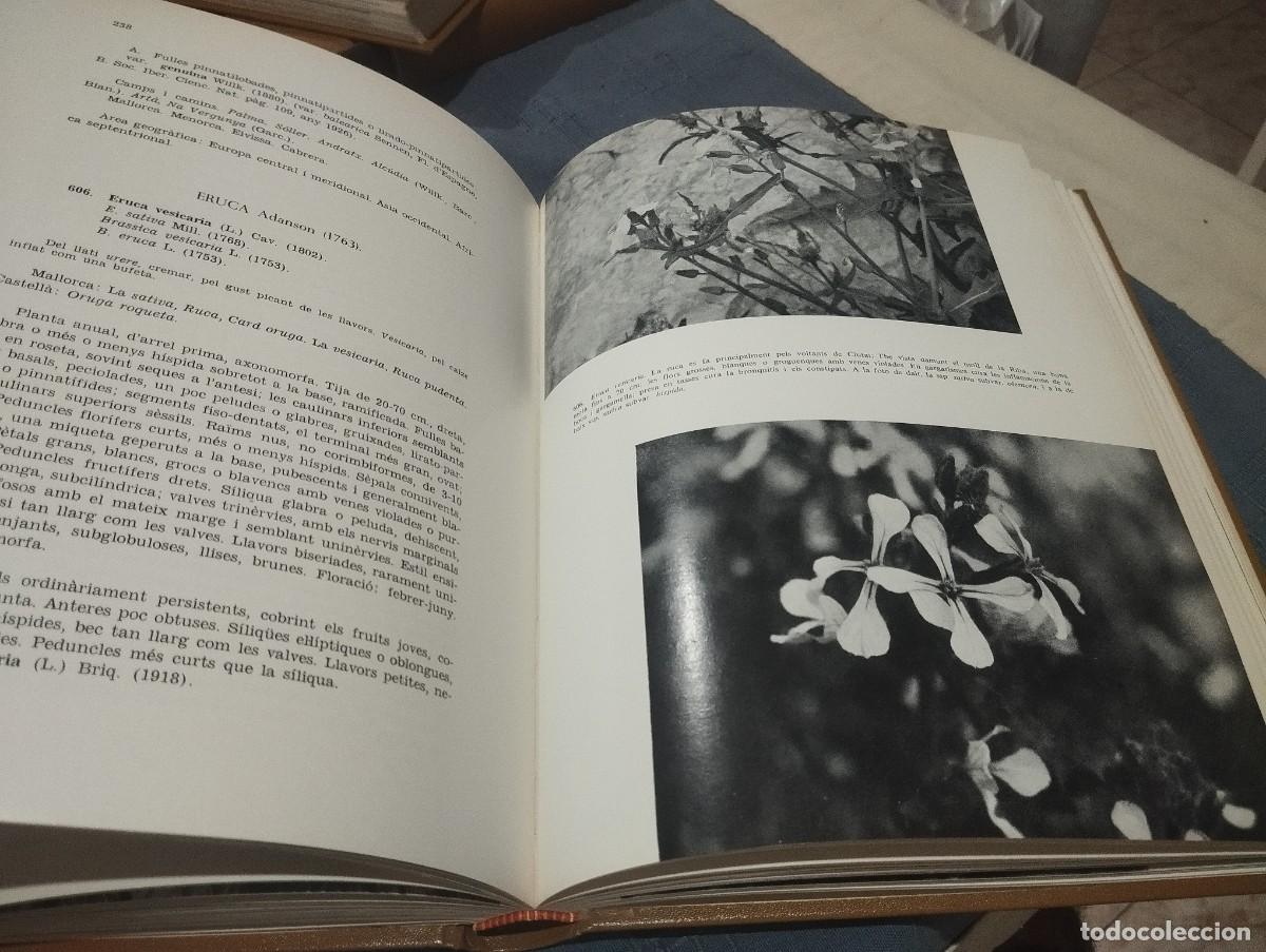 Libros de segunda mano: FLORA DE MALLORCA. FRANCESC BONAF&Eacute;. 4 TOMOS. COMPLETO - Foto 9