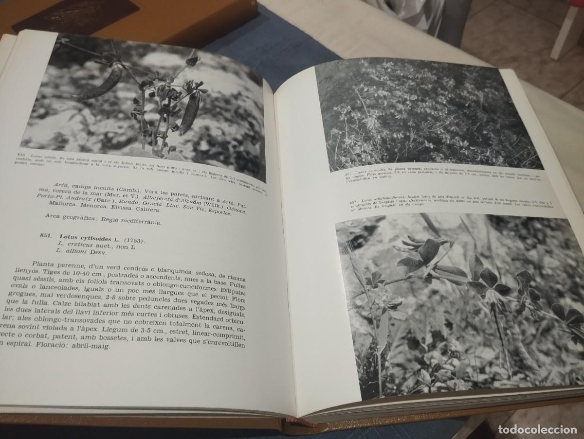 Libros de segunda mano: FLORA DE MALLORCA. FRANCESC BONAF&Eacute;. 4 TOMOS. COMPLETO - Foto 10