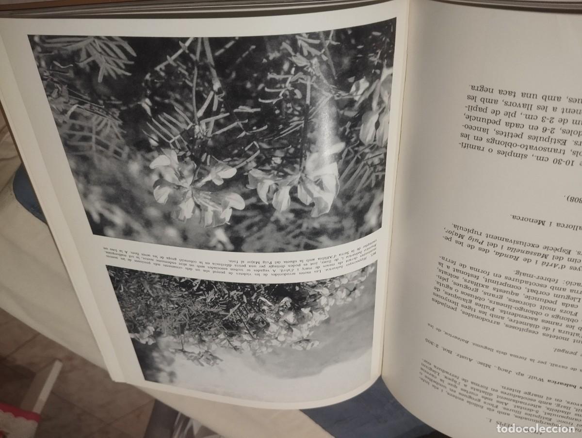Libros de segunda mano: FLORA DE MALLORCA. FRANCESC BONAF&Eacute;. 4 TOMOS. COMPLETO - Foto 11