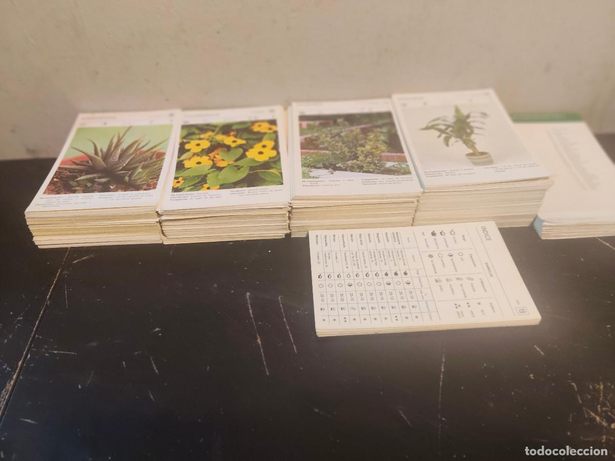 Libros de segunda mano: Fichero Salvat de Flores y Plantas - Salvat editores. s.a - a&ntilde;o 1977