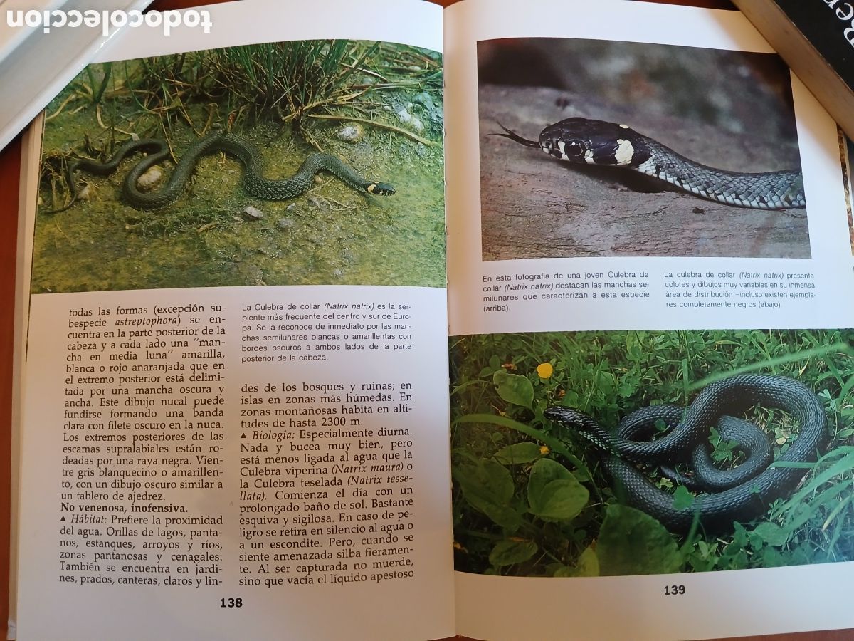 Libros de segunda mano: Serpientes. Ulrich Gruber. - Foto 9