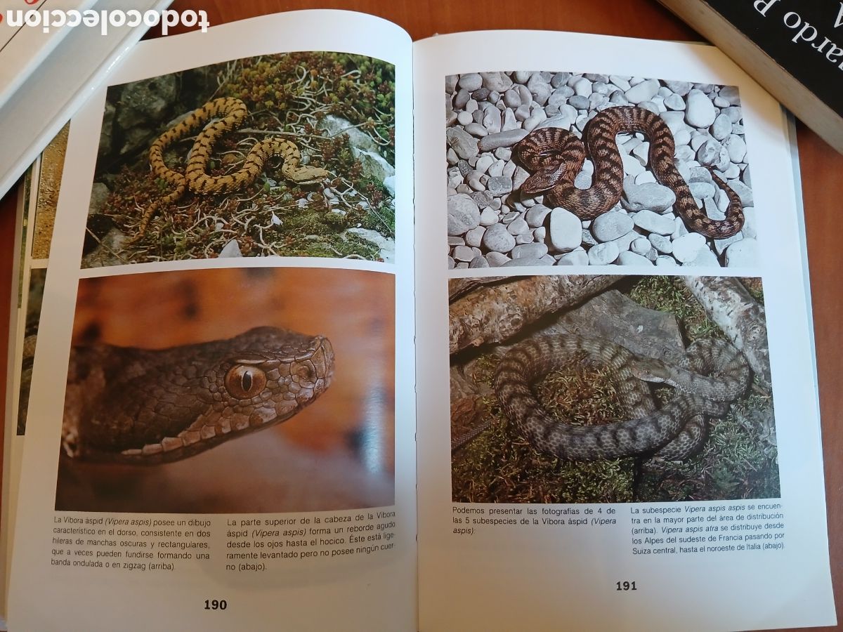 Libros de segunda mano: Serpientes. Ulrich Gruber. - Foto 11