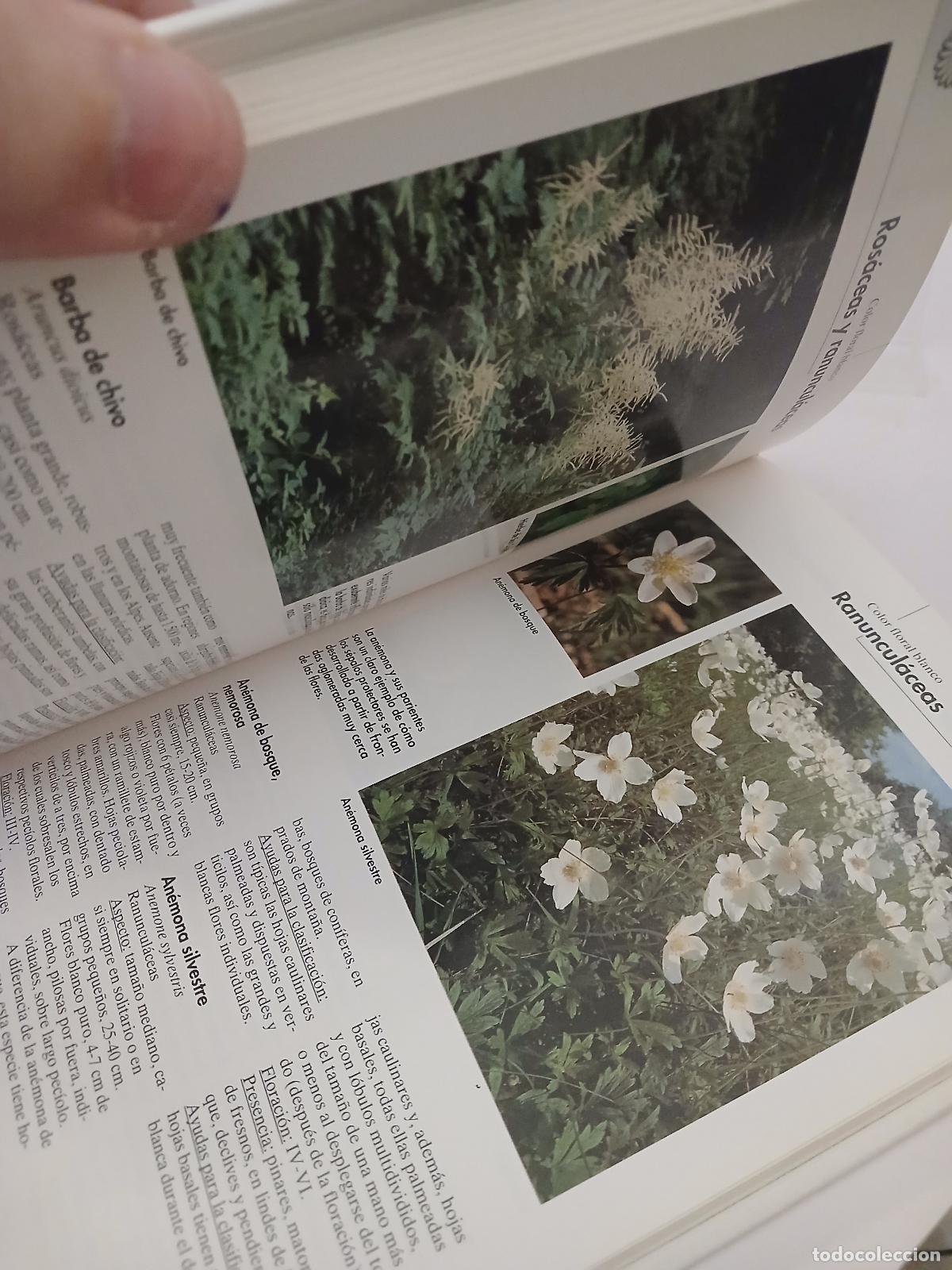 Libros de segunda mano: Flores del bosque - Bruno P. Kremer - Foto 3