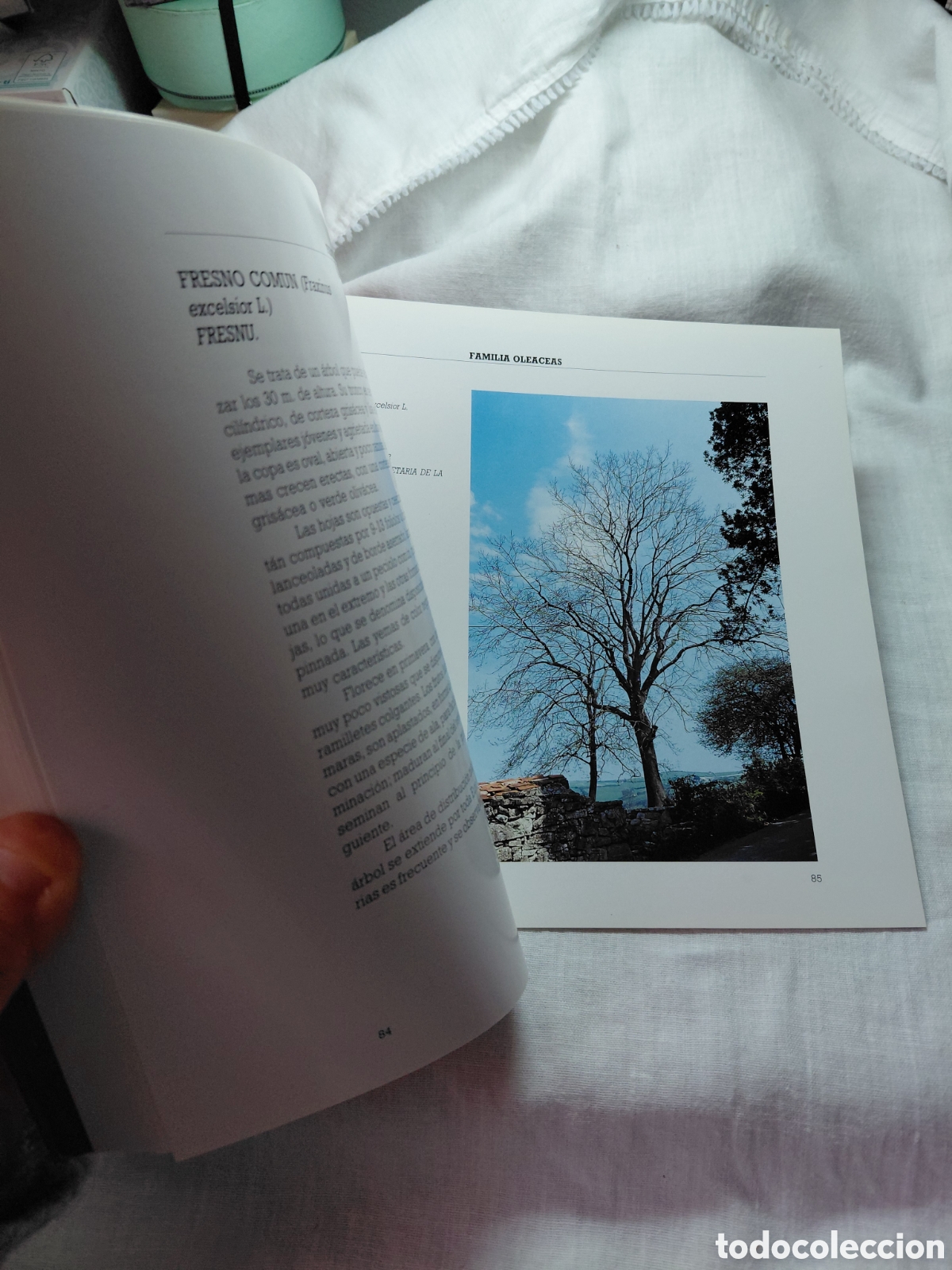 Libros de segunda mano: ARBOLES NOTABLES DEL CONCEJO DE GIJON.1990 - Foto 2