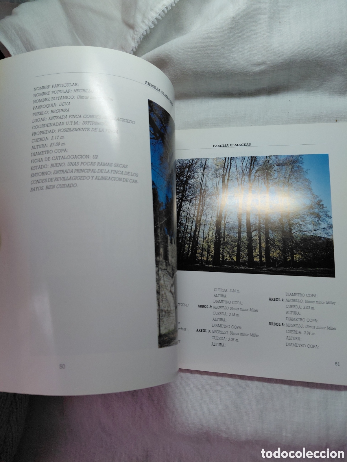 Libros de segunda mano: ARBOLES NOTABLES DEL CONCEJO DE GIJON.1990 - Foto 4