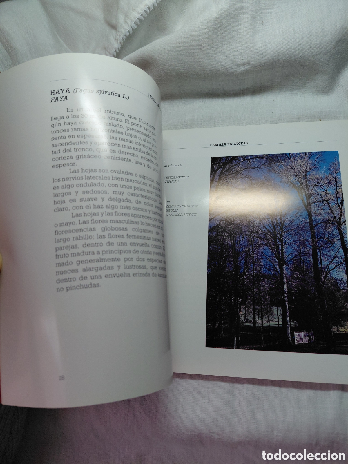 Libros de segunda mano: ARBOLES NOTABLES DEL CONCEJO DE GIJON.1990 - Foto 5