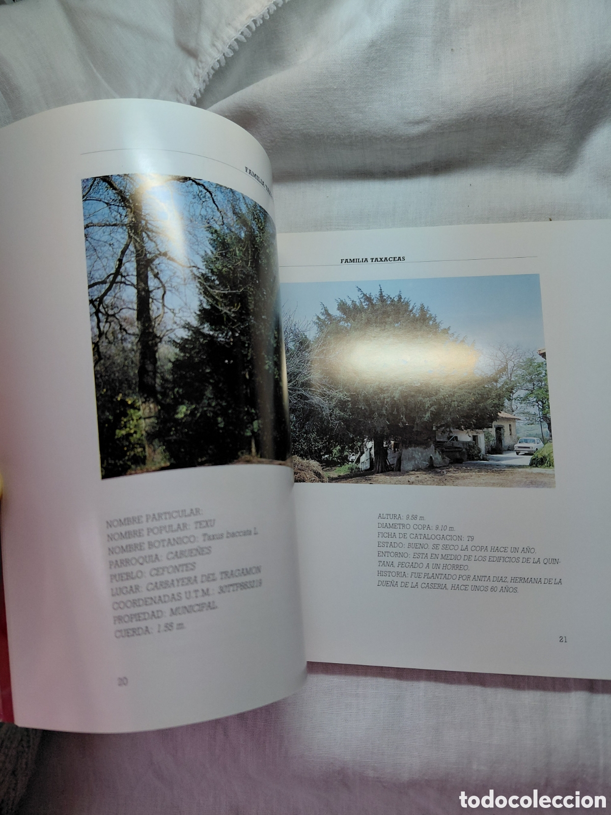 Libros de segunda mano: ARBOLES NOTABLES DEL CONCEJO DE GIJON.1990 - Foto 6