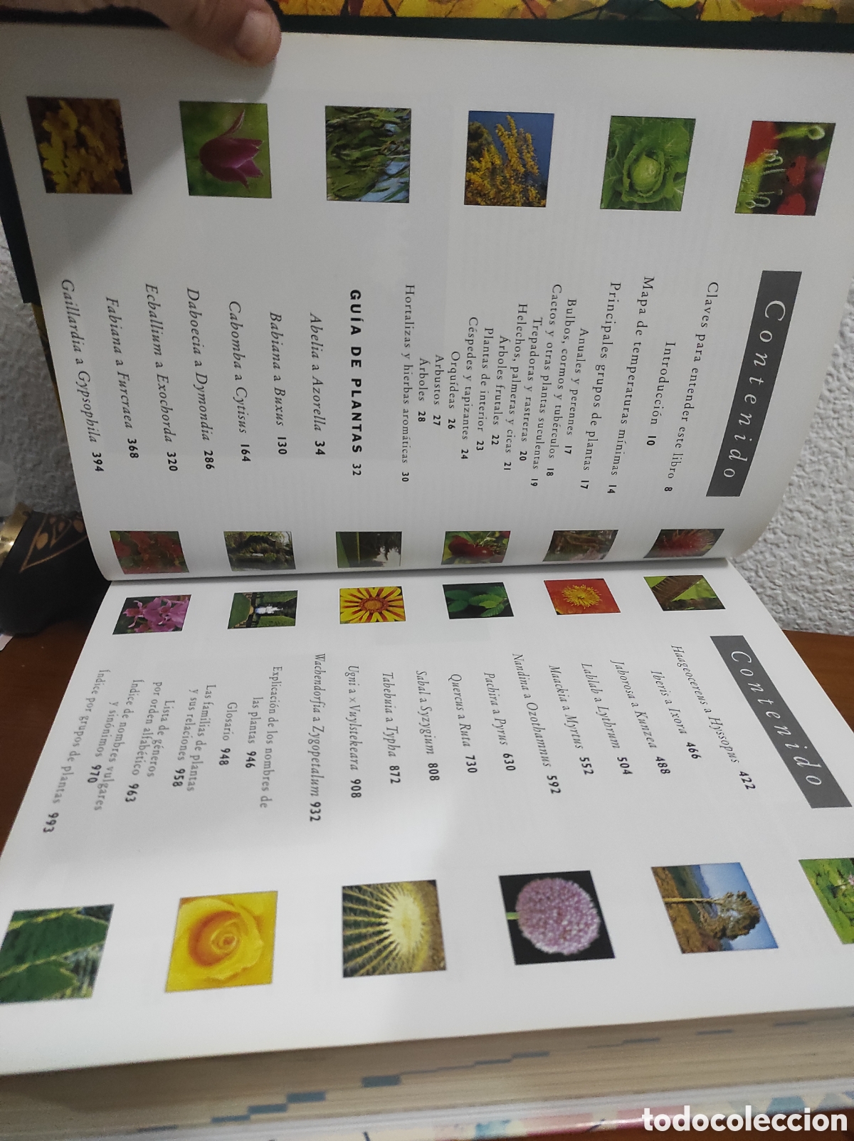Libros de segunda mano: Bot&aacute;nica. Guia ilustrada de plantas. Konemann - Foto 3