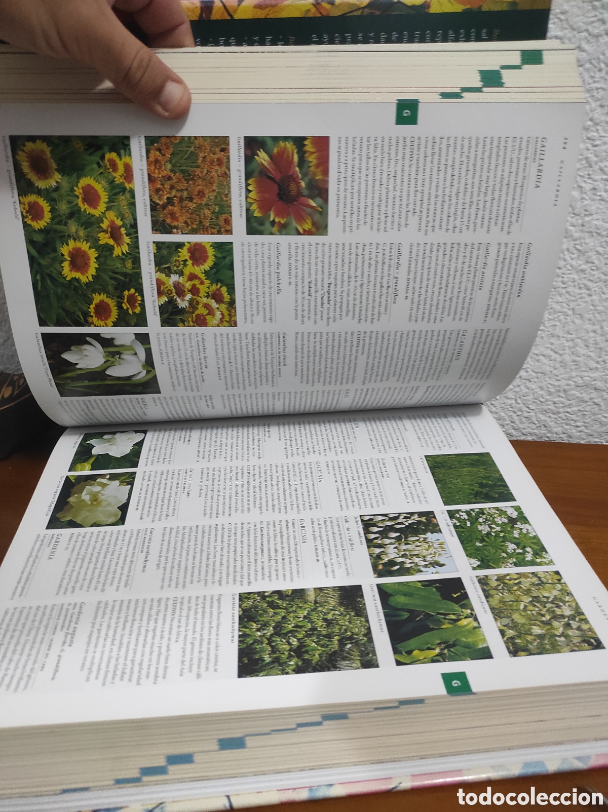 Libros de segunda mano: Bot&aacute;nica. Guia ilustrada de plantas. Konemann - Foto 4