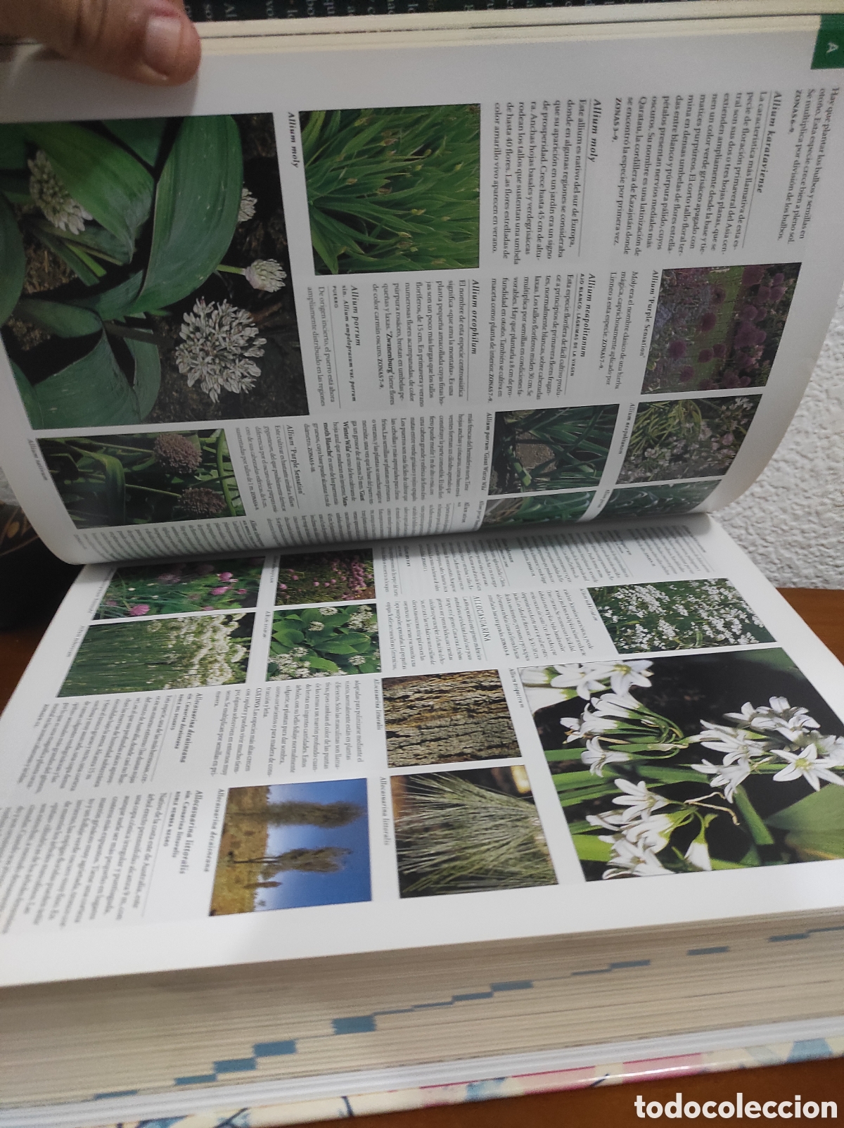 Libros de segunda mano: Bot&aacute;nica. Guia ilustrada de plantas. Konemann - Foto 5