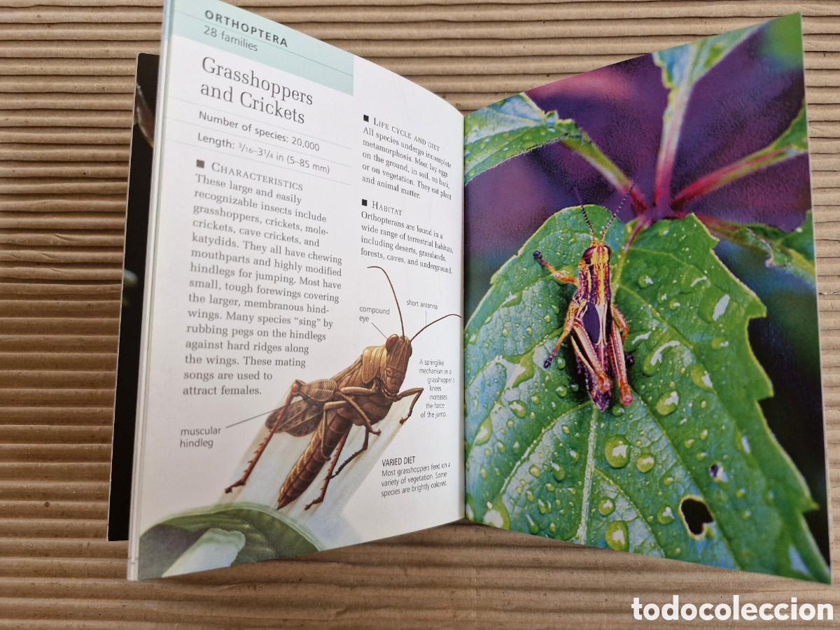Libros de segunda mano: INSECTS & SPIDERS (HOME REFERENCE LIBRARY) &ndash; LIBRO GUIA COMPLETA ILIUSTRADA INSECTOS Y ARA&Ntilde;AS &bull; - Foto 7