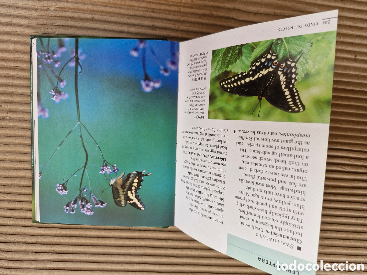 Libros de segunda mano: INSECTS & SPIDERS (HOME REFERENCE LIBRARY) &ndash; LIBRO GUIA COMPLETA ILIUSTRADA INSECTOS Y ARA&Ntilde;AS &bull; - Foto 8