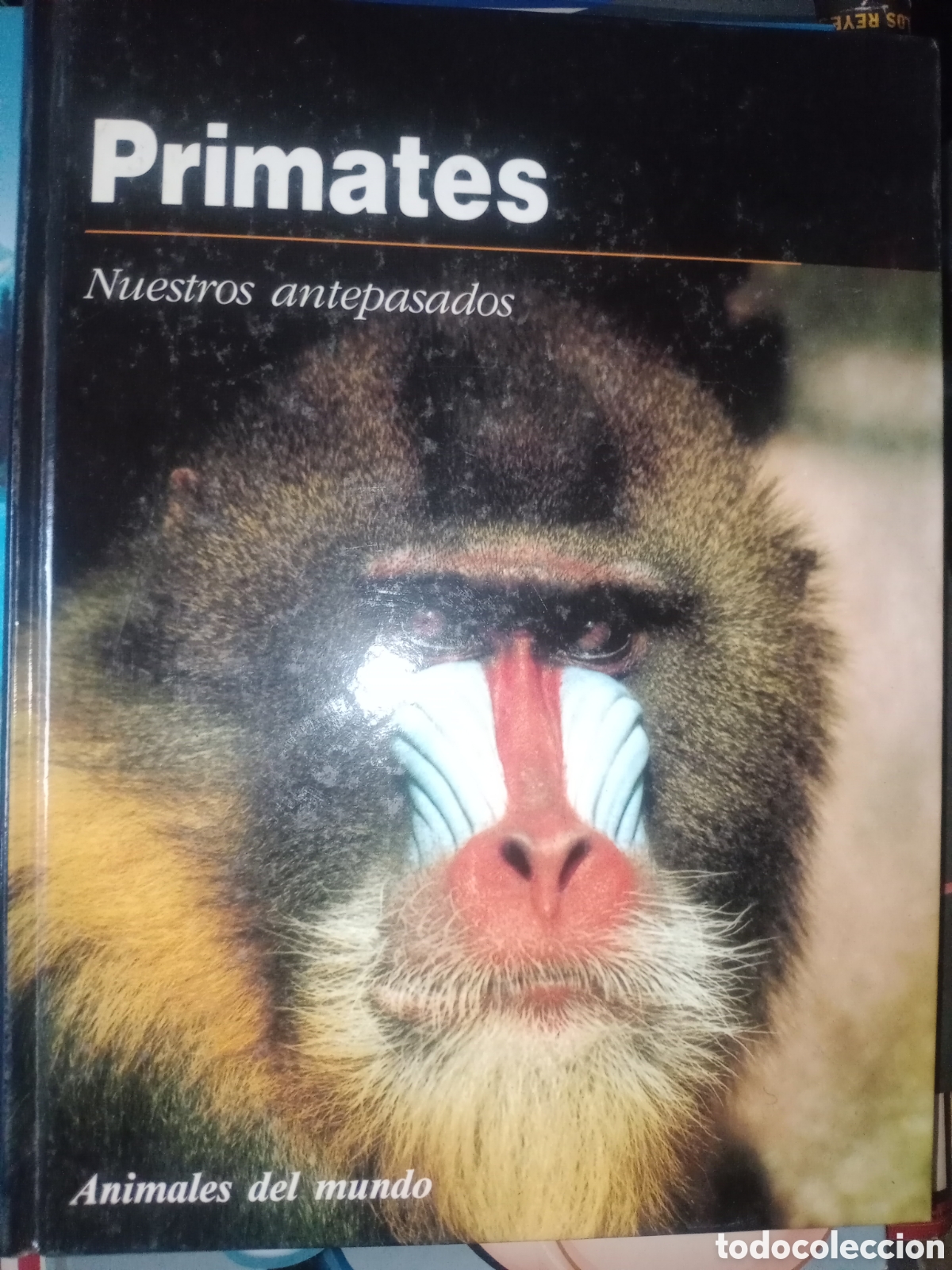Libros de segunda mano: Toreteblanco primates animales del mundo - Foto 1