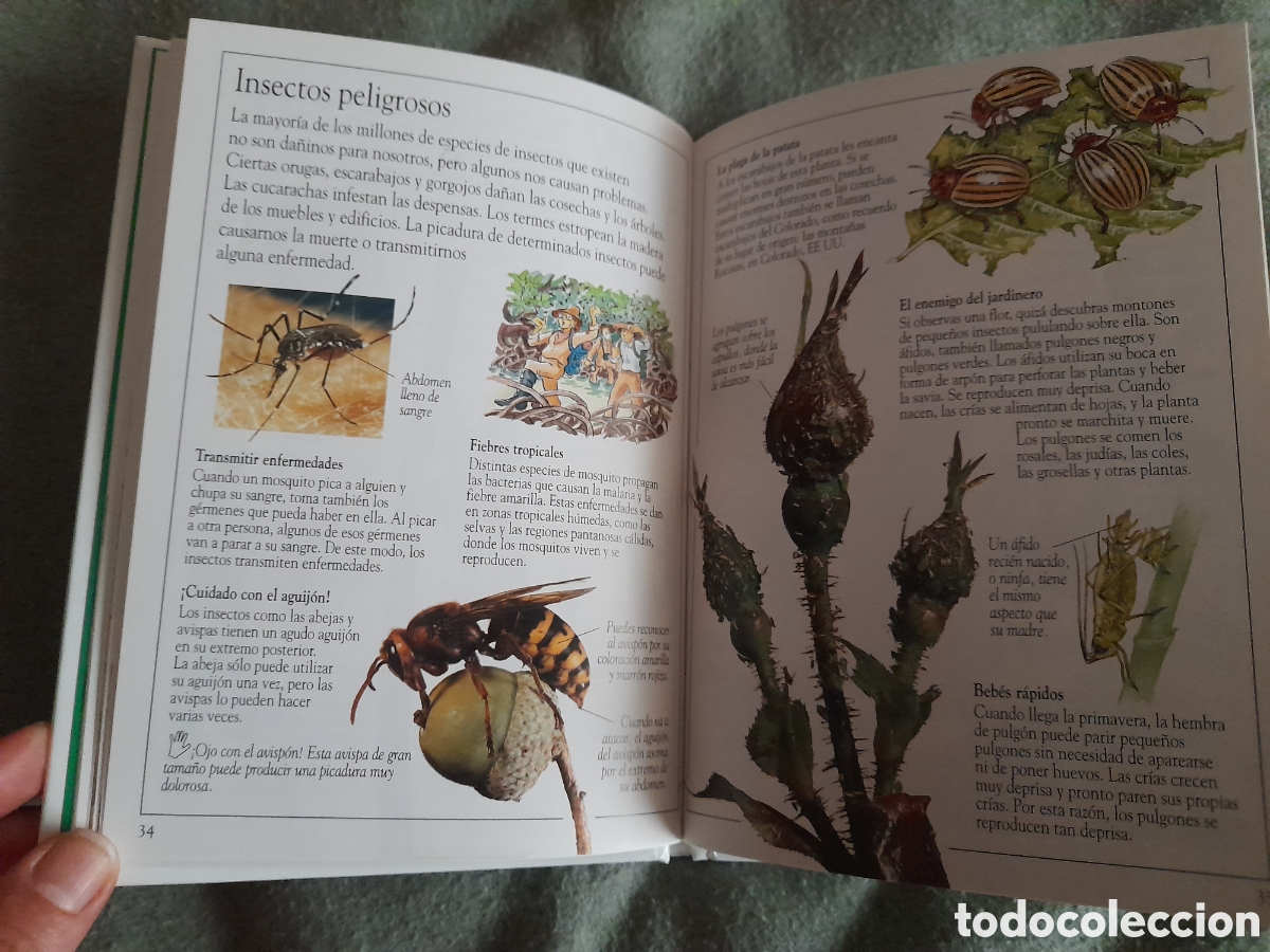 Libros de segunda mano: Libro biblioteca exploramundos, Insectos - Foto 3