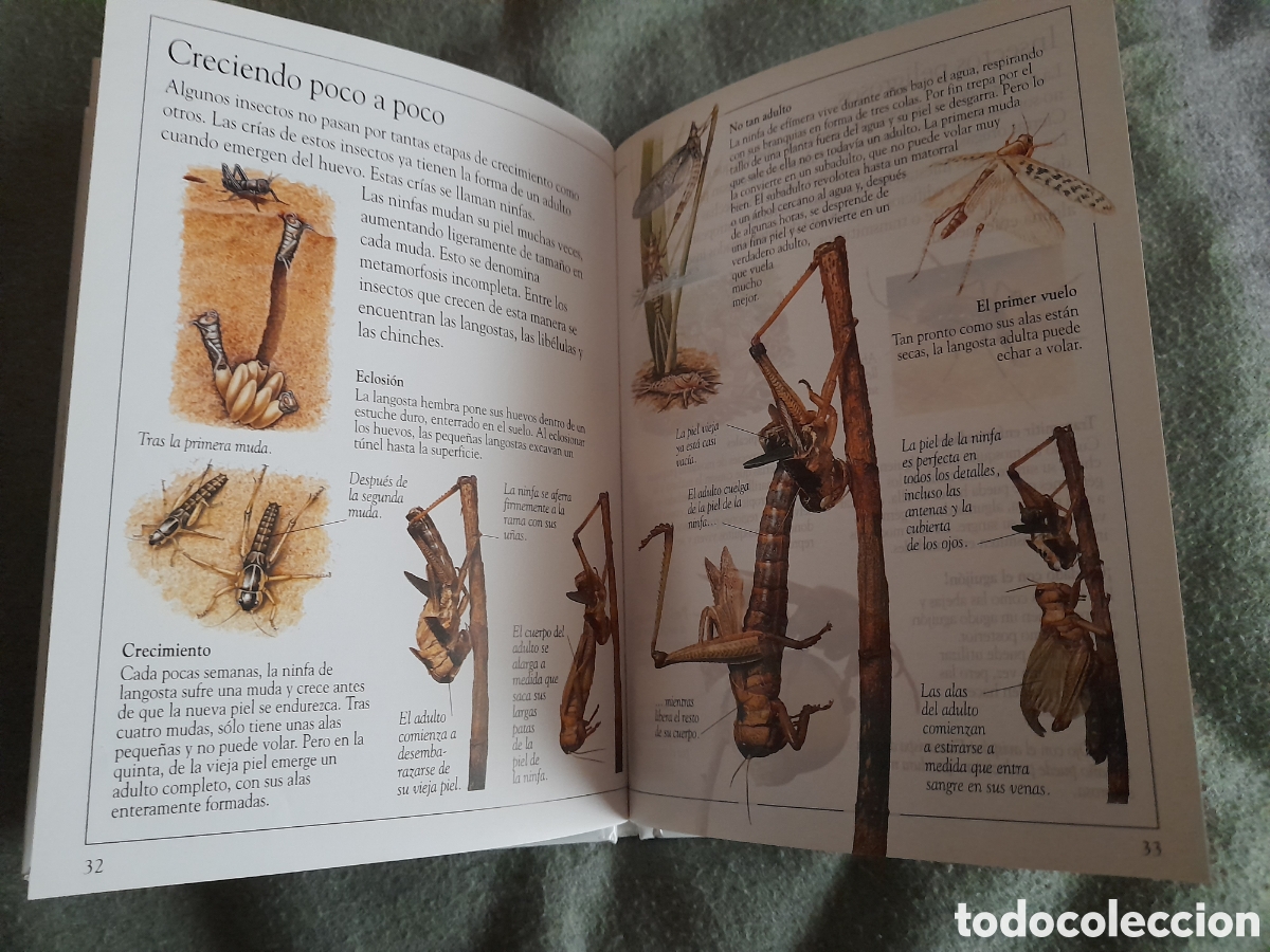 Libros de segunda mano: Libro biblioteca exploramundos, Insectos - Foto 4