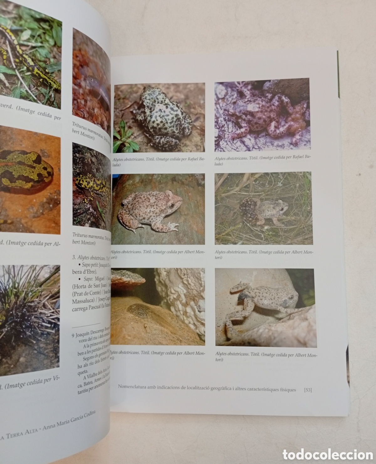 Libros de segunda mano: R&egrave;ptils i amfibis a la Terra Alta - Foto 4