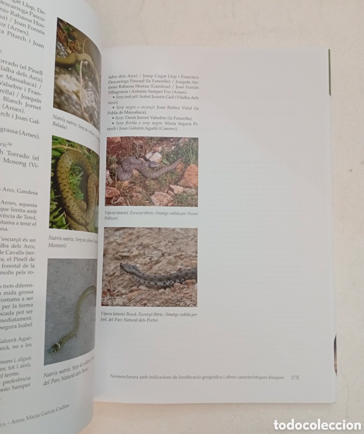 Libros de segunda mano: R&egrave;ptils i amfibis a la Terra Alta - Foto 5