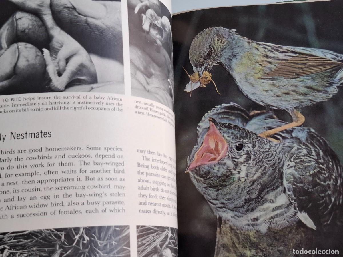 Libros de segunda mano: 2 LIBROS BIRDS (AVES) ------------------- - Foto 7
