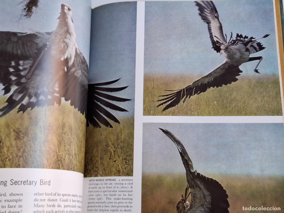 Libros de segunda mano: 2 LIBROS BIRDS (AVES) ------------------- - Foto 9