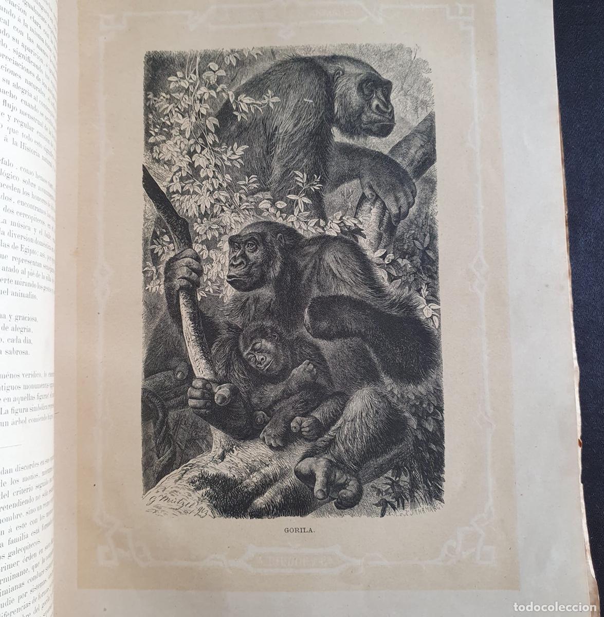 Libros de segunda mano: Libro La vida de los animales - Los Mam&iacute;feros Tomo I (circa 1880) - Foto 4